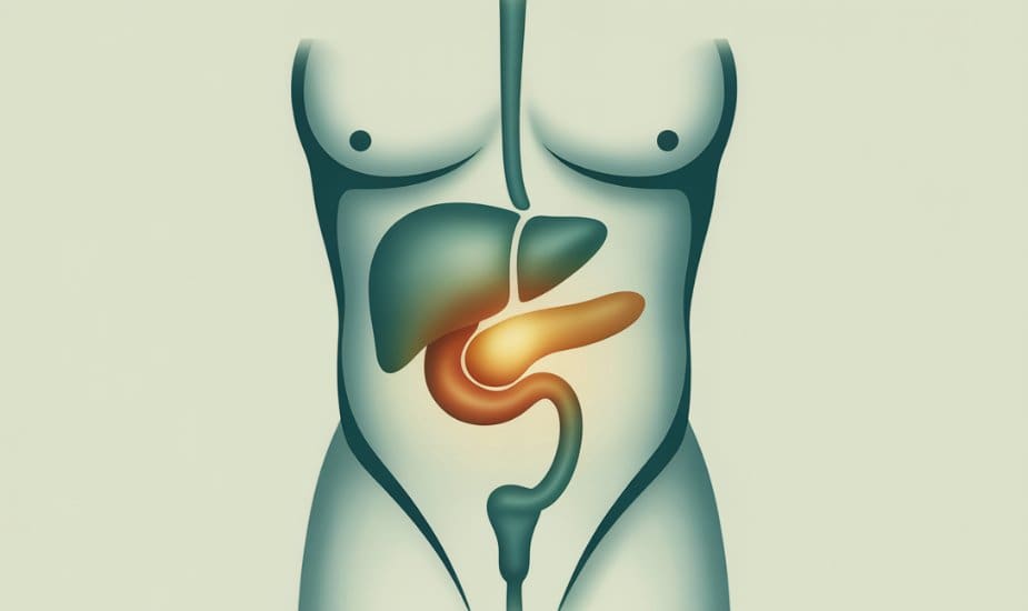 Illustration of the pancreas highlighting pancreatitis risk associated with Mounjaro tirzepatide treatment